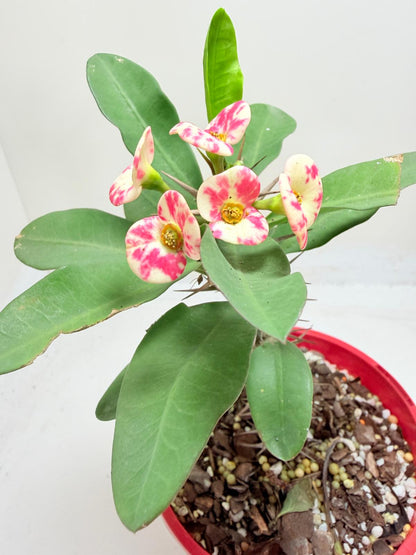 Euphobia Milli - Crown of Thorns #805