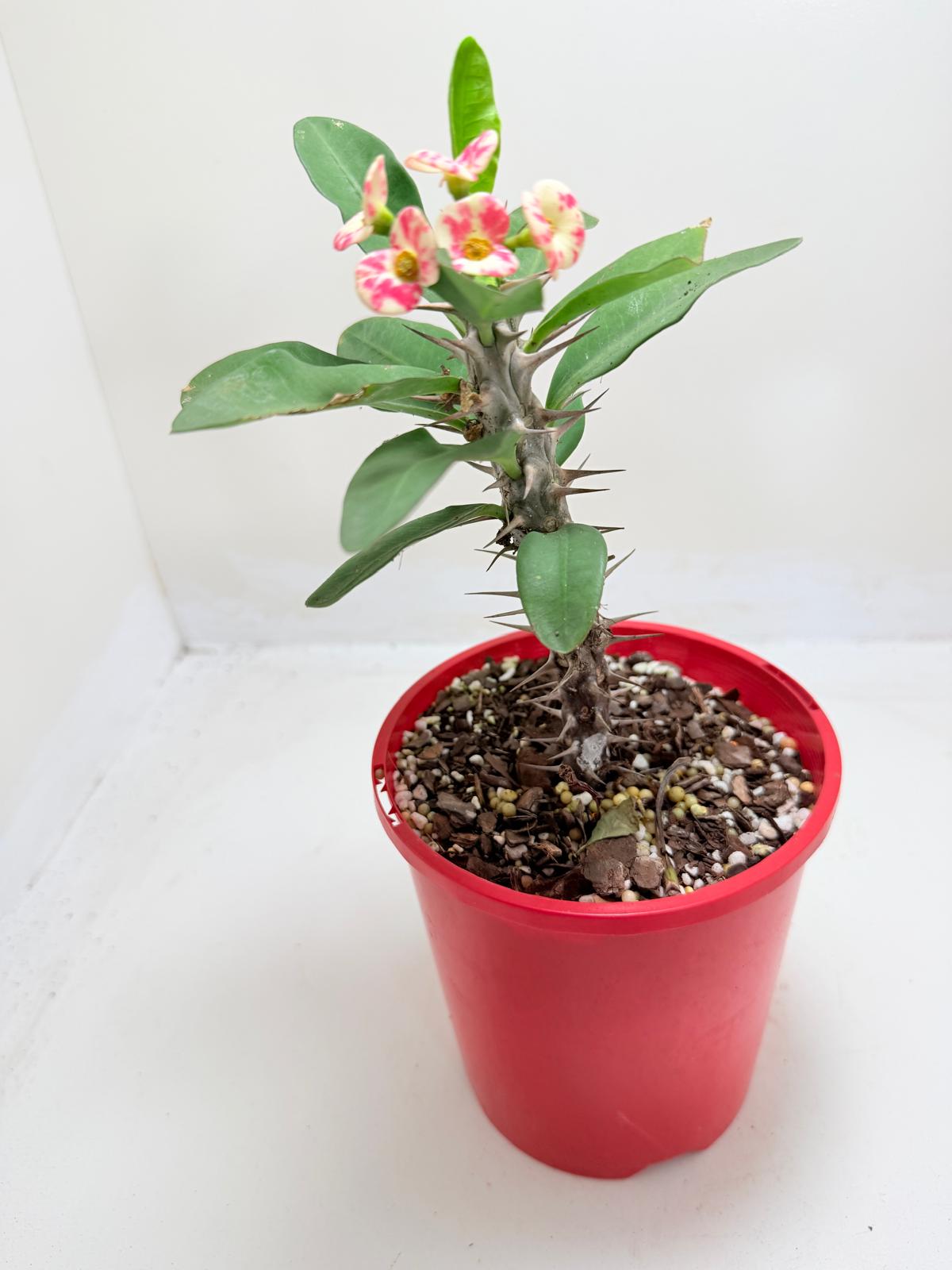 Euphobia Milli - Crown of Thorns #805