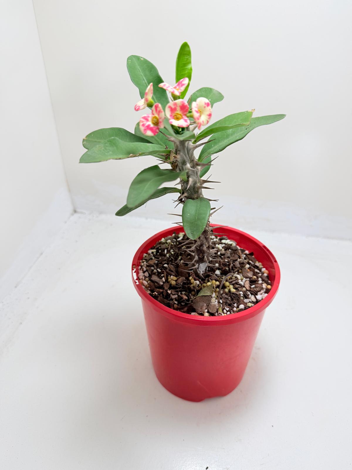 Euphobia Milli - Crown of Thorns #805