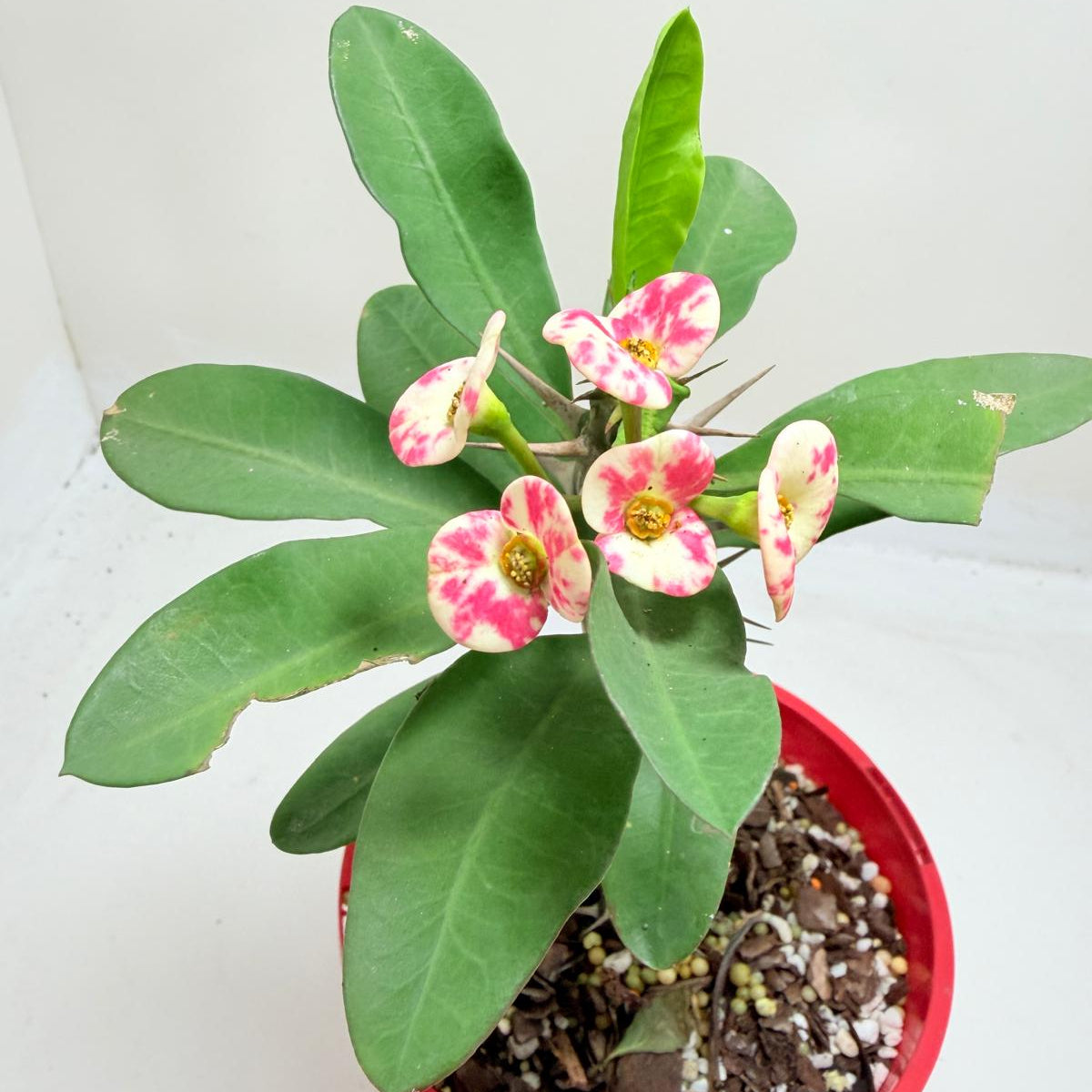 Euphobia Milli - Crown of Thorns #805