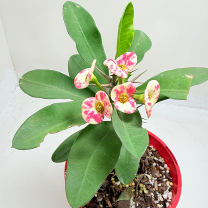 Euphobia Milli - Crown of Thorns #805