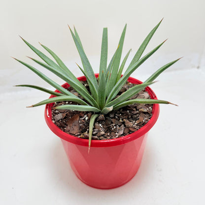 Buy Mangave Man of Steel | Statement Indoor Plant|130mm