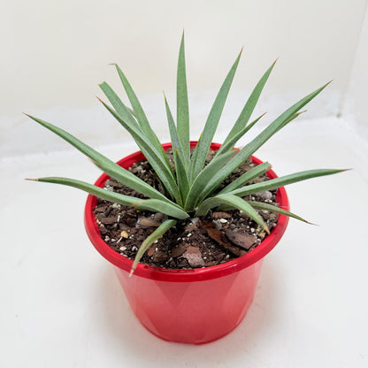 Buy Mangave Man of Steel | Statement Indoor Plant|130mm