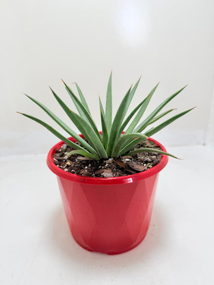 Buy Mangave Man of Steel | Statement Indoor Plant|130mm