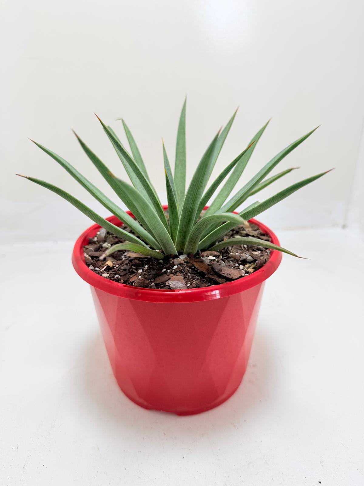 Buy Mangave Man of Steel | Statement Indoor Plant|130mm