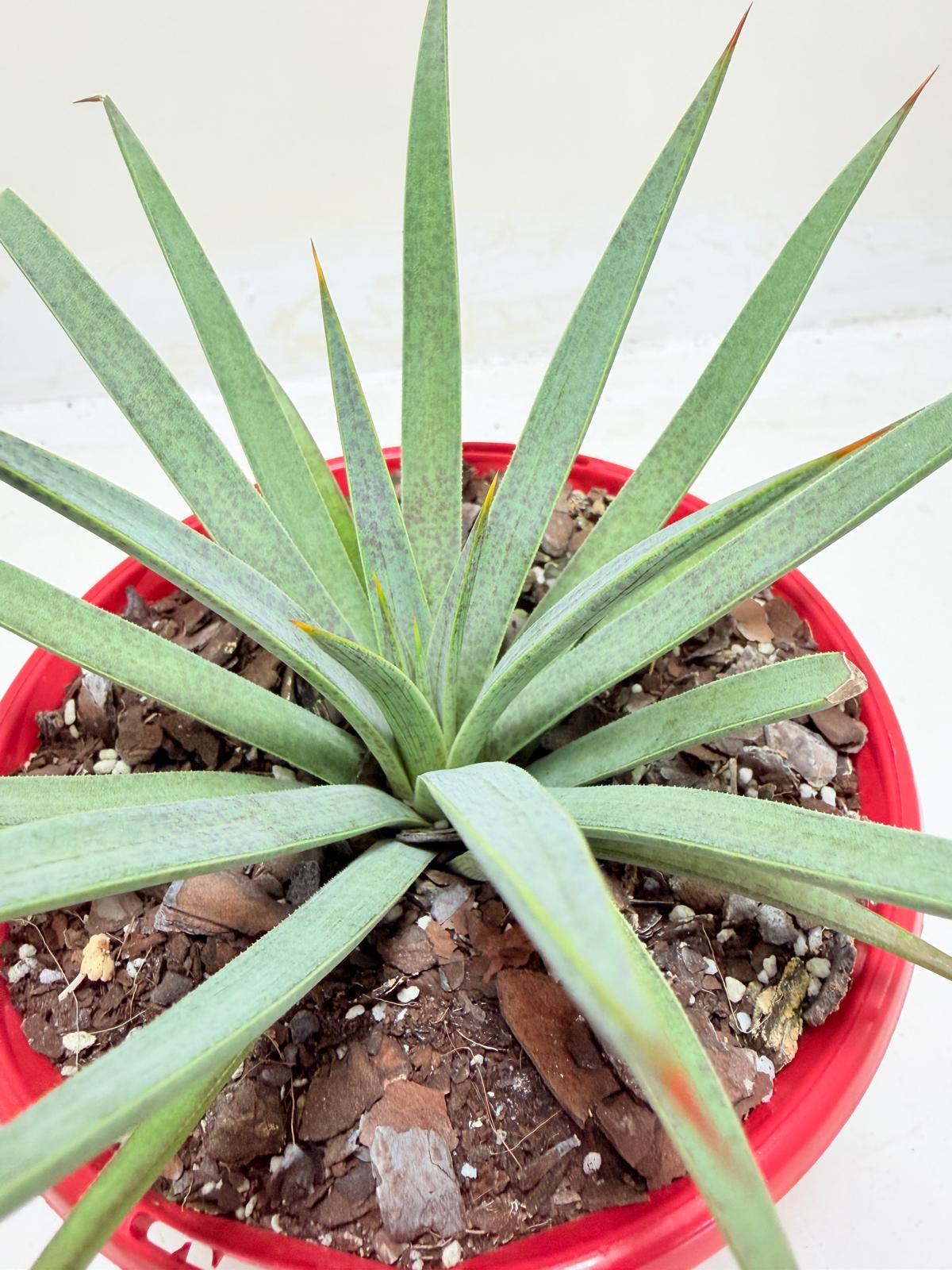 Buy Mangave Man of Steel | Statement Indoor Plant|130mm