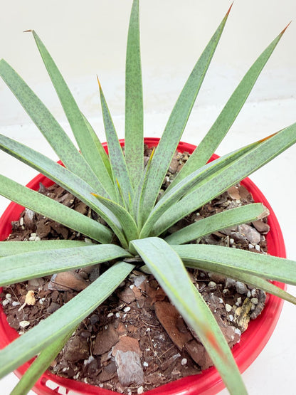 Buy Mangave Man of Steel | Statement Indoor Plant|130mm