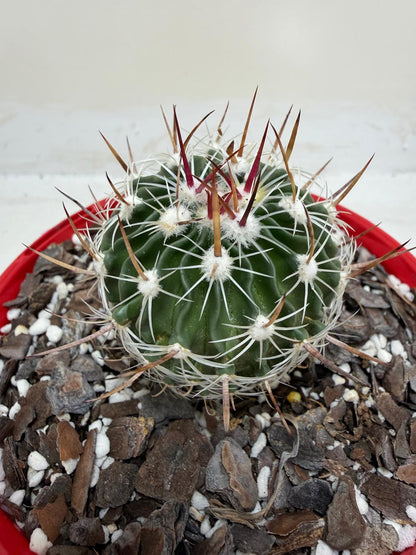 Echinofossulocactus Vaupelianus