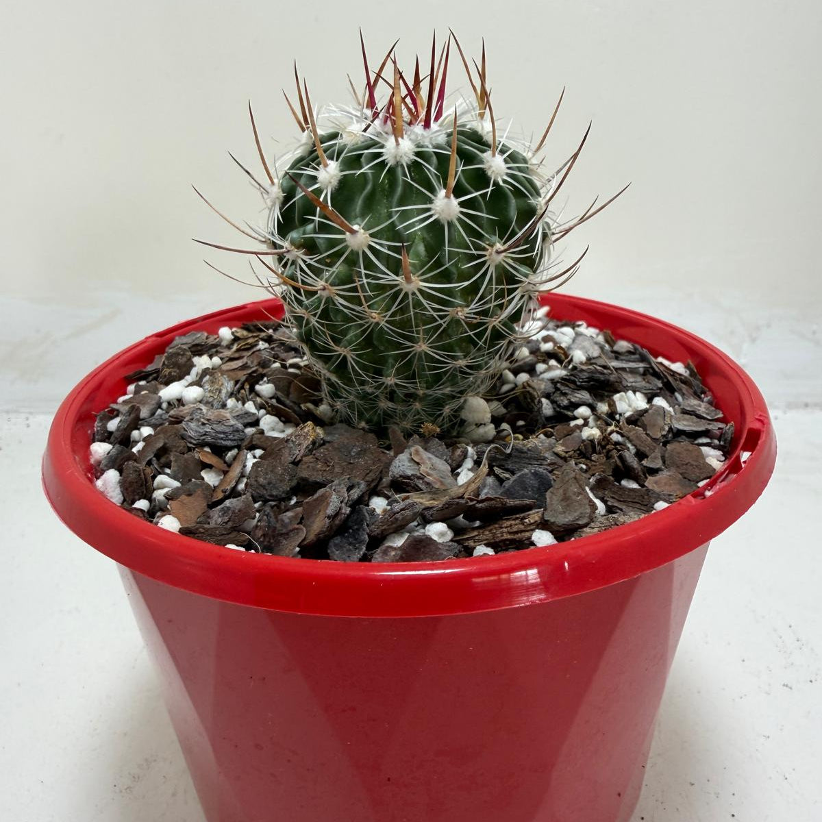 Echinofossulocactus Vaupelianus
