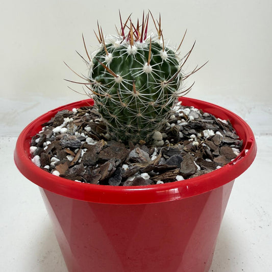 Echinofossulocactus Vaupelianus