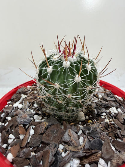 Echinofossulocactus Vaupelianus