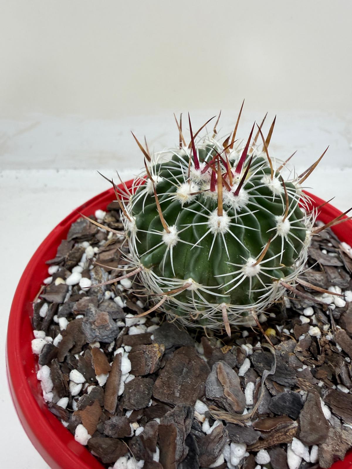 Echinofossulocactus Vaupelianus