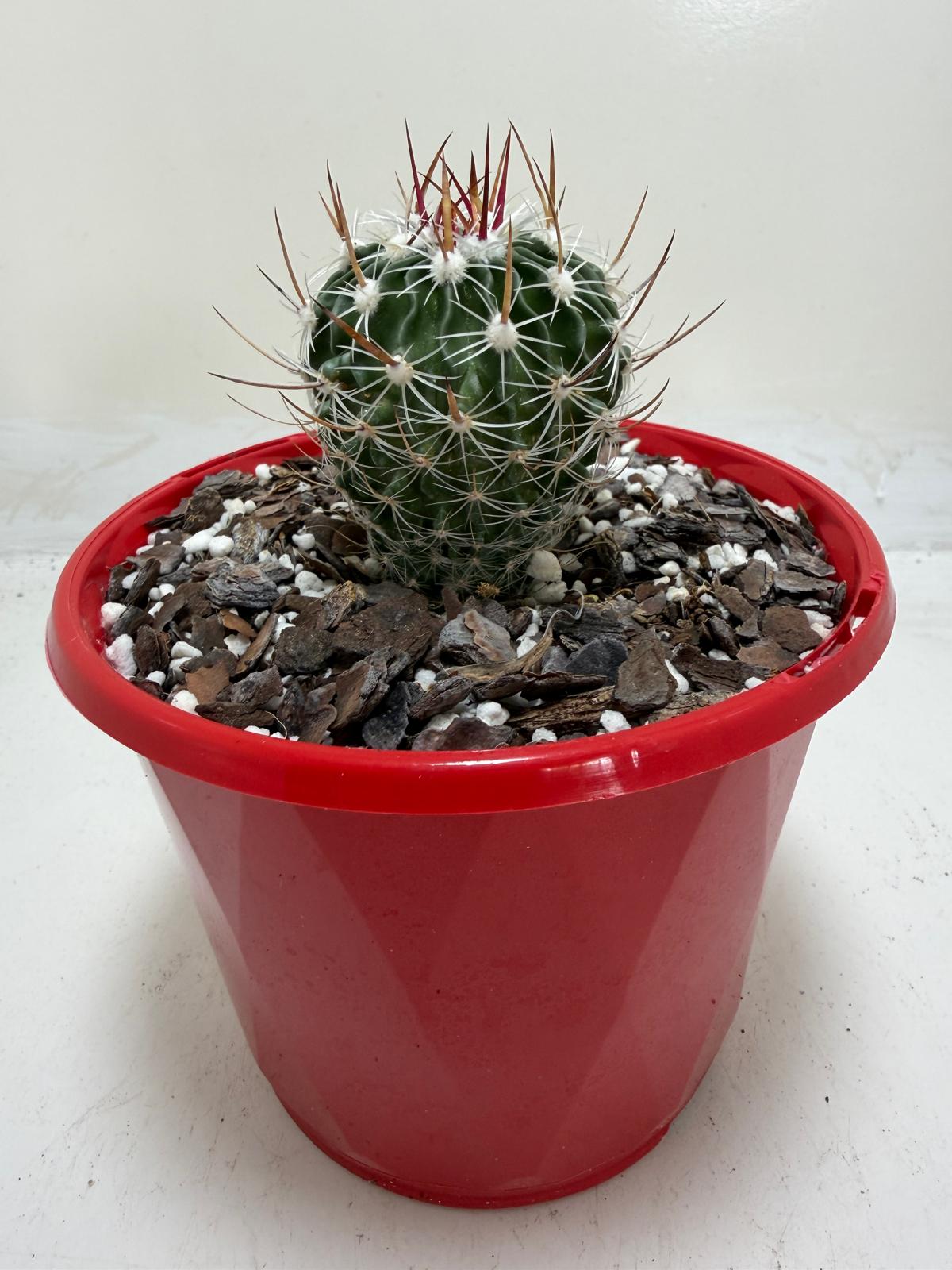 Echinofossulocactus Vaupelianus