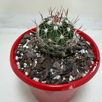 Echinofossulocactus Vaupelianus