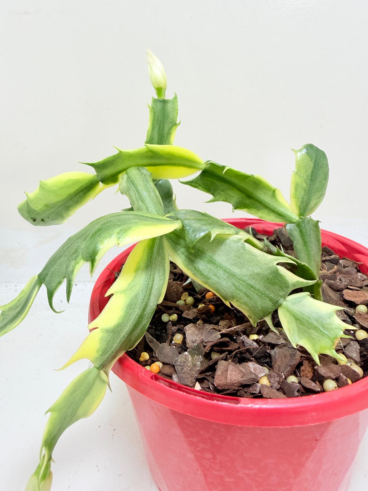 variegated christmas cactus Buy Variegated Zygo Cactus