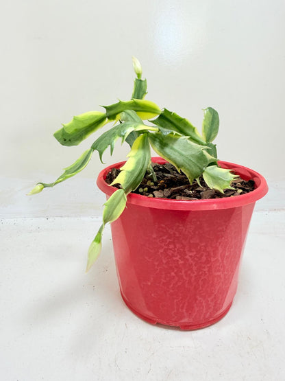 Variegated Zygo Cactus