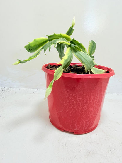 Variegated Zygo Cactus