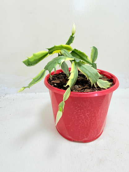 Variegated Zygo Cactus