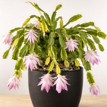 Variegated Zygo Cactus