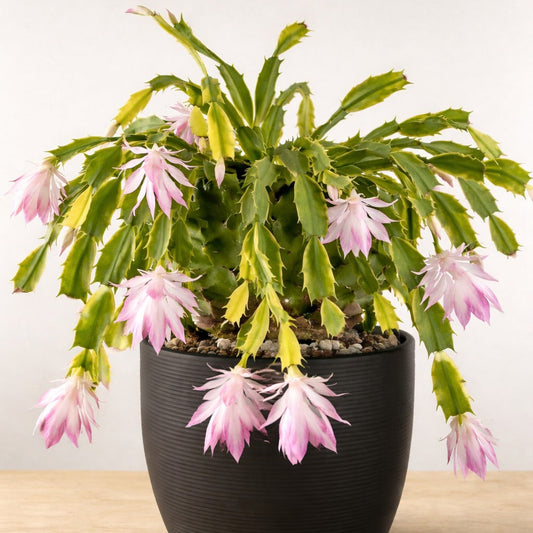 Variegated Zygo Cactus