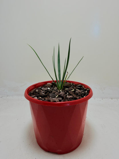 Buy Yucca rostrata Blue Silver | Statement Plant
