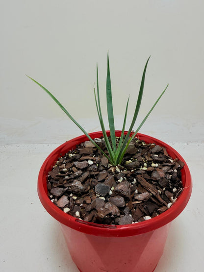 Buy Yucca rostrata Blue Silver | Statement Plant