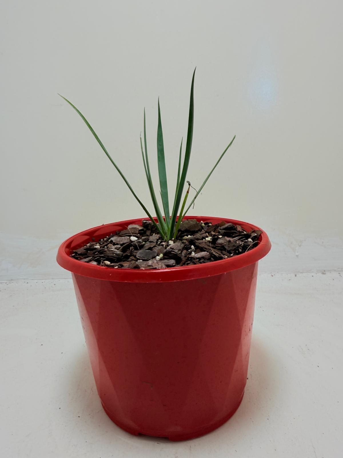 Buy Yucca rostrata Blue Silver | Statement Plant