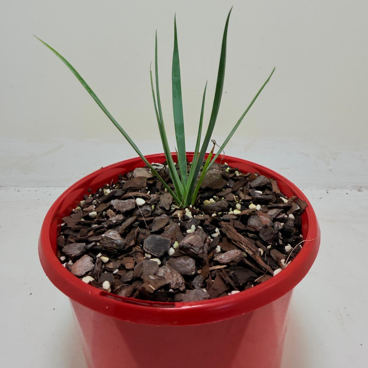Buy Yucca rostrata Blue Silver | Statement Plant