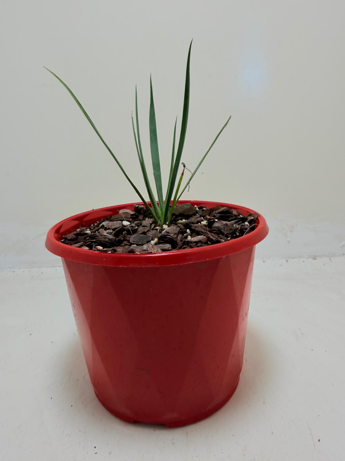 Buy Yucca rostrata Blue Silver | Statement Plant