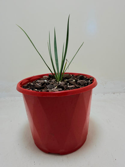 Buy Yucca rostrata Blue Silver | Statement Plant