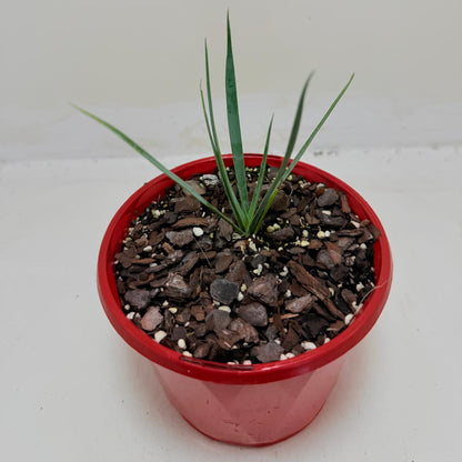 Buy Yucca rostrata Blue Silver | Statement Plant