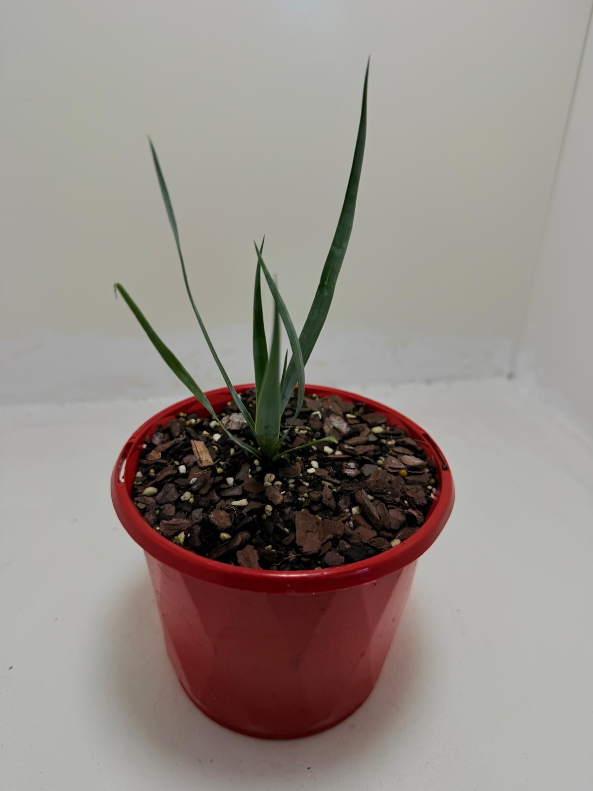 Yucca rostrata Grey Green