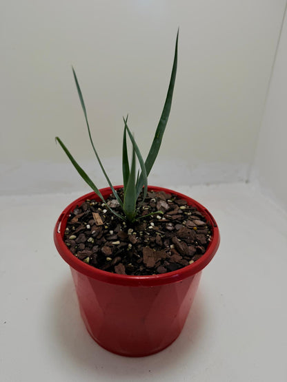 Yucca rostrata Grey Green
