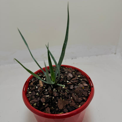 Yucca rostrata Grey Green