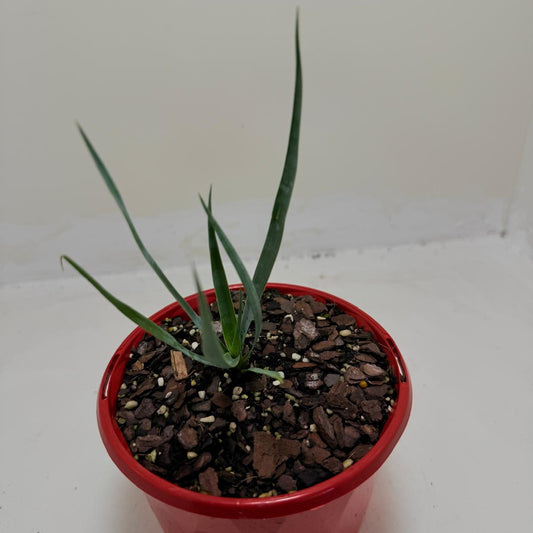 Yucca rostrata Grey Green