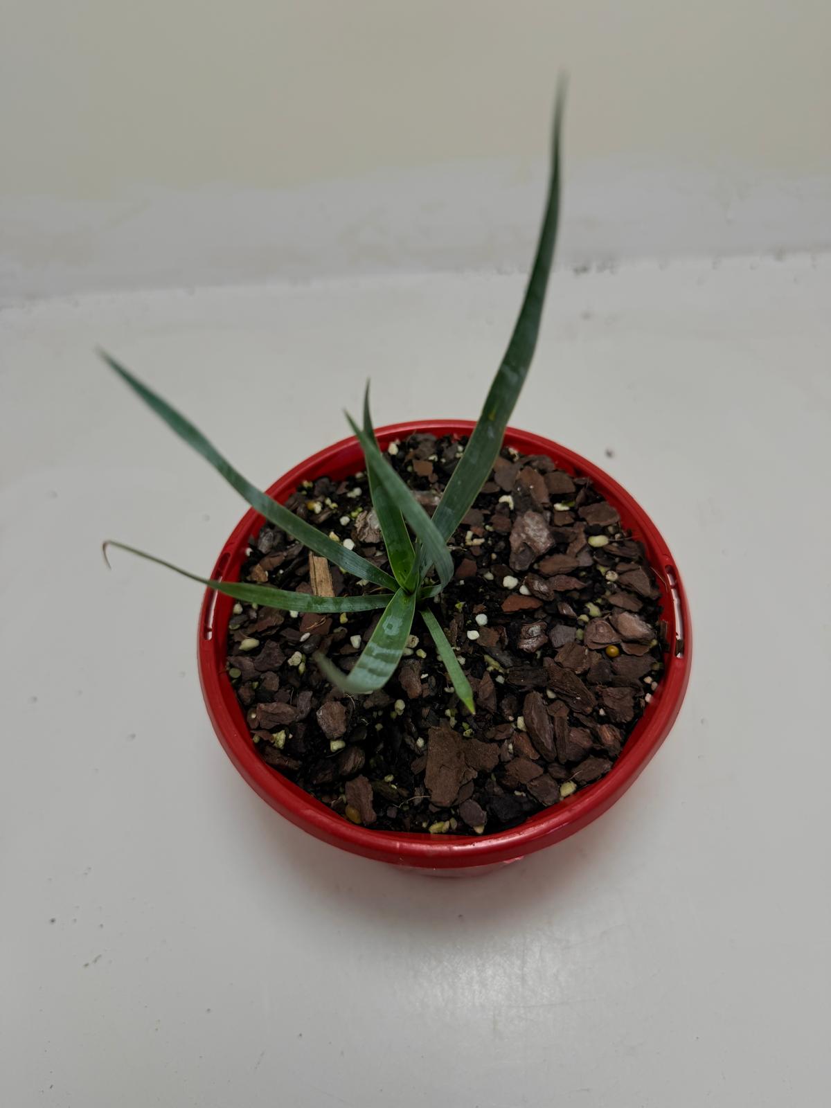 Yucca rostrata Grey Green