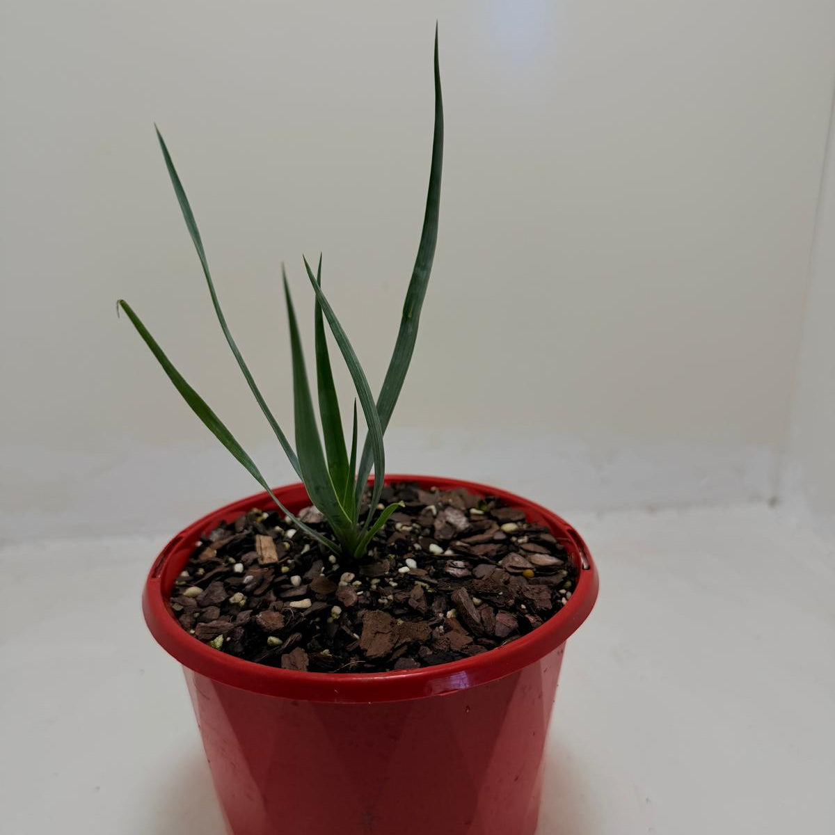 Yucca rostrata Grey Green