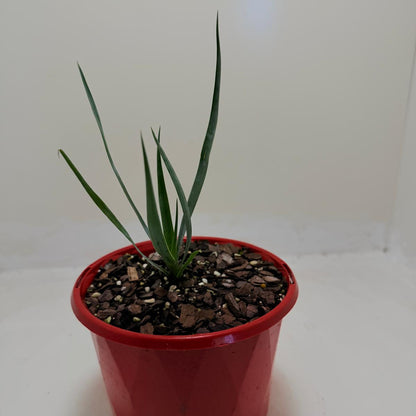 Yucca rostrata Grey Green