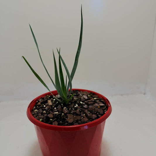 Yucca rostrata Grey Green