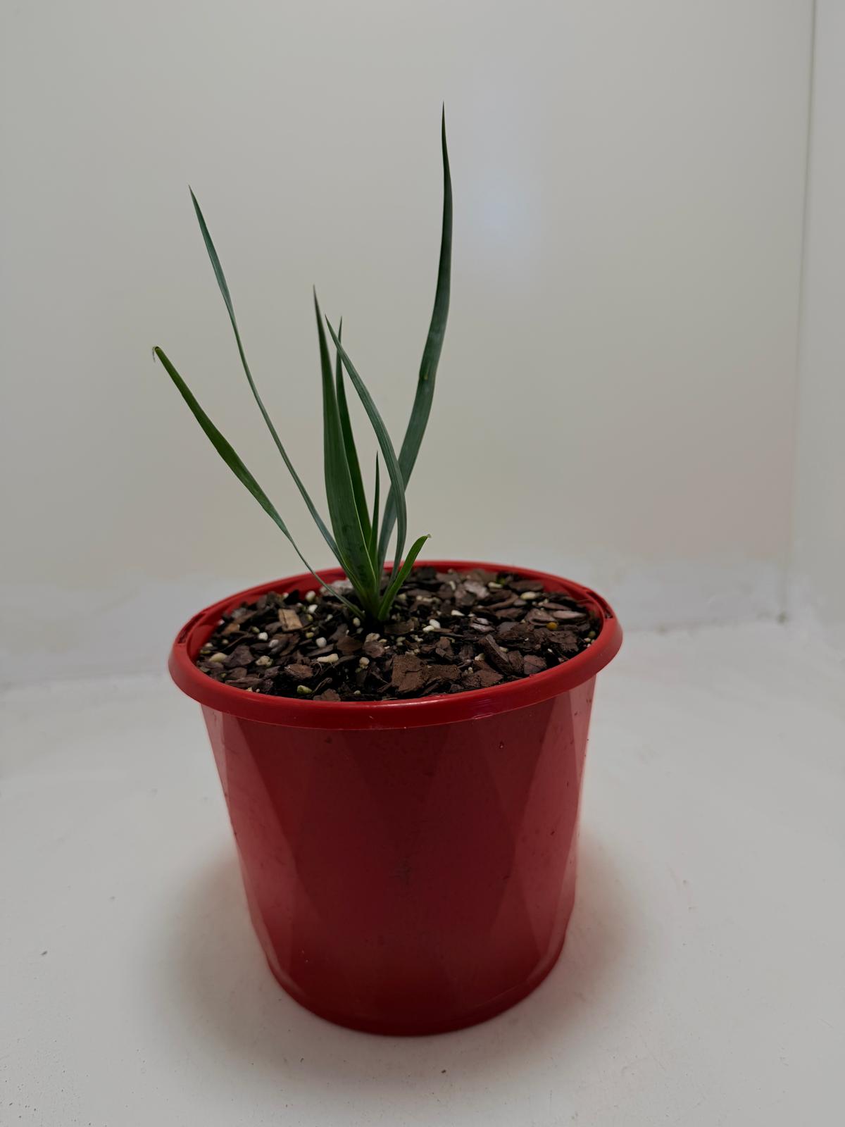 Yucca rostrata Grey Green