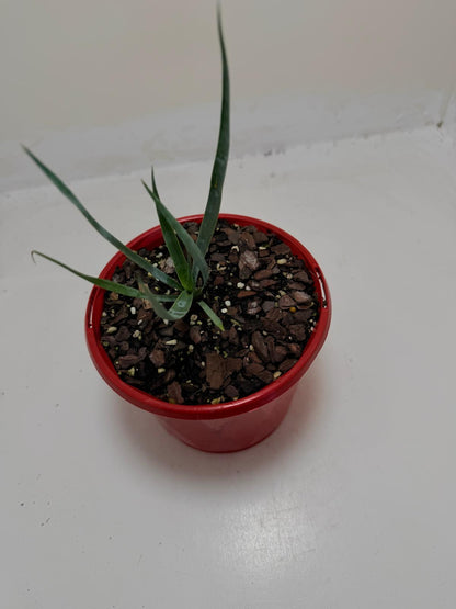 Yucca rostrata Grey Green