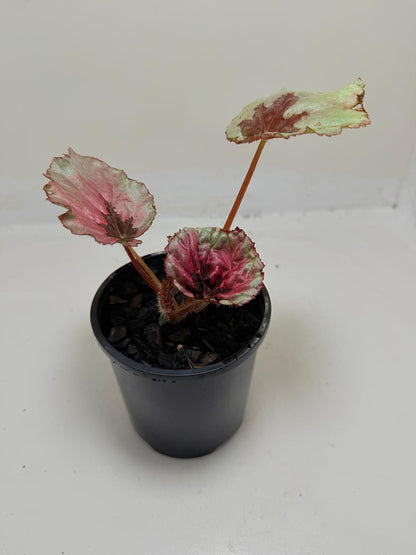 Begonia Roby Slippers