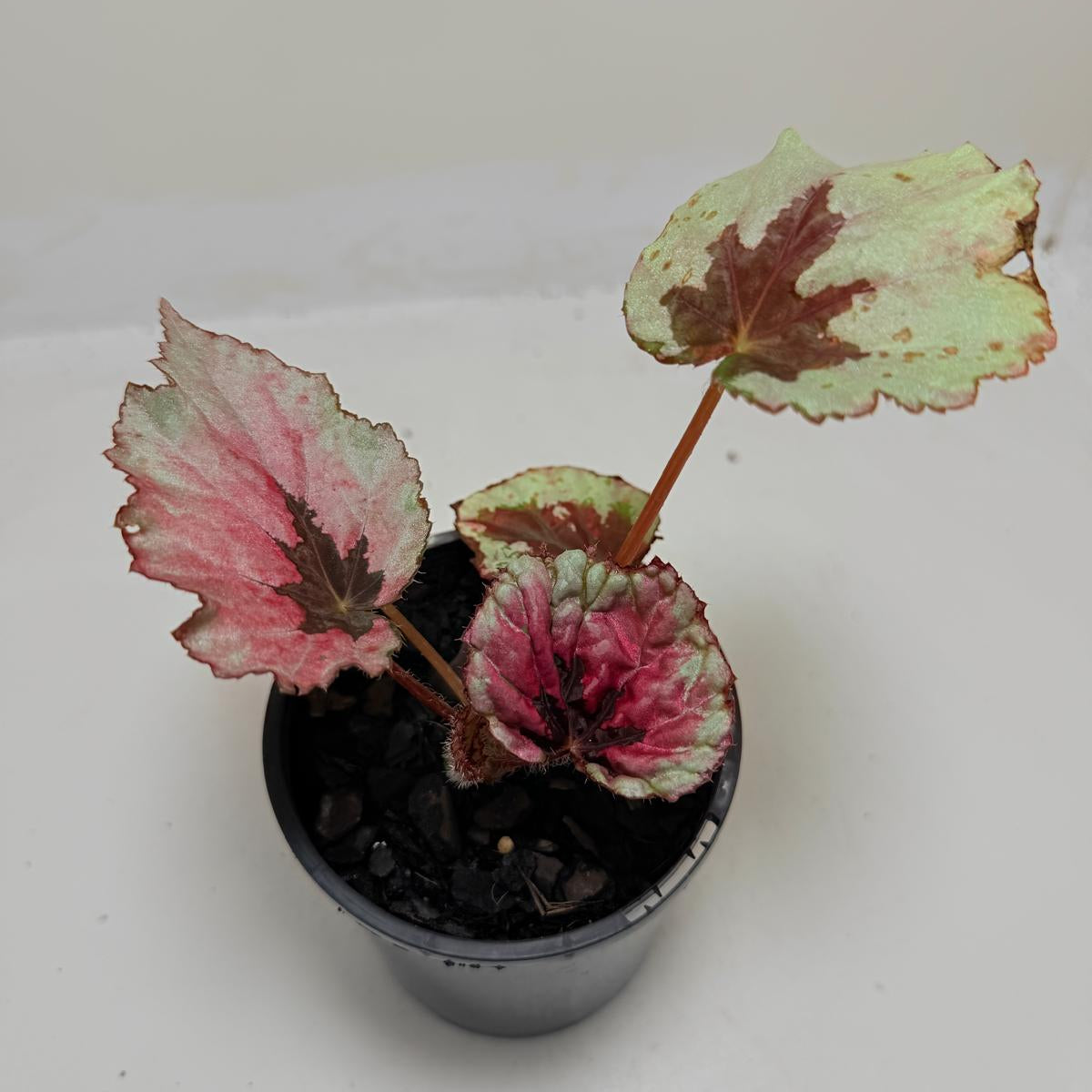 Begonia Roby Slippers