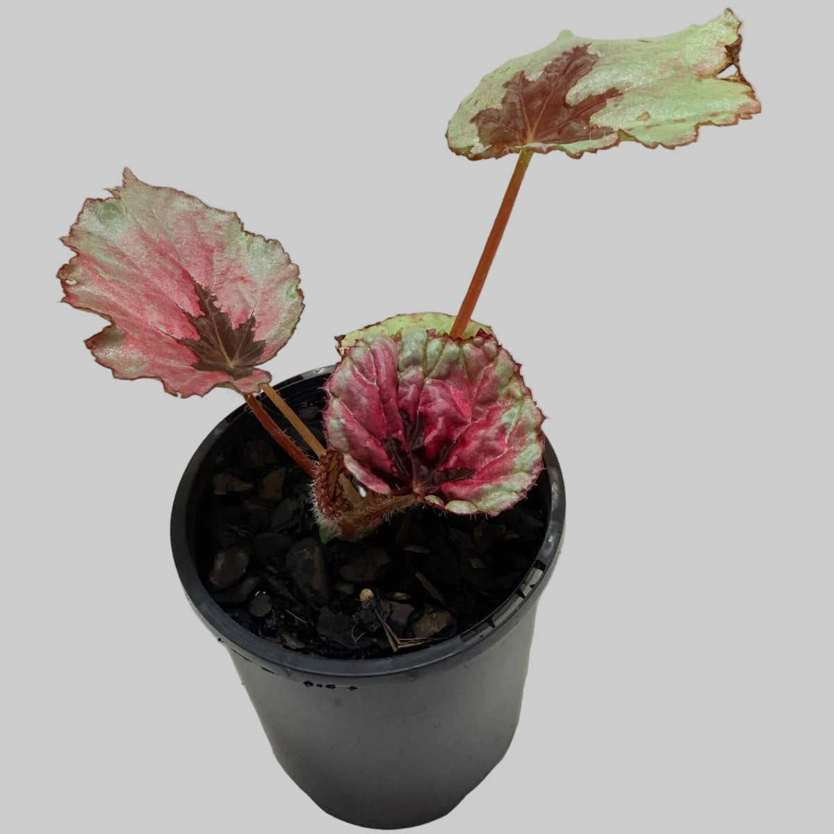 Begonia Roby Slippers