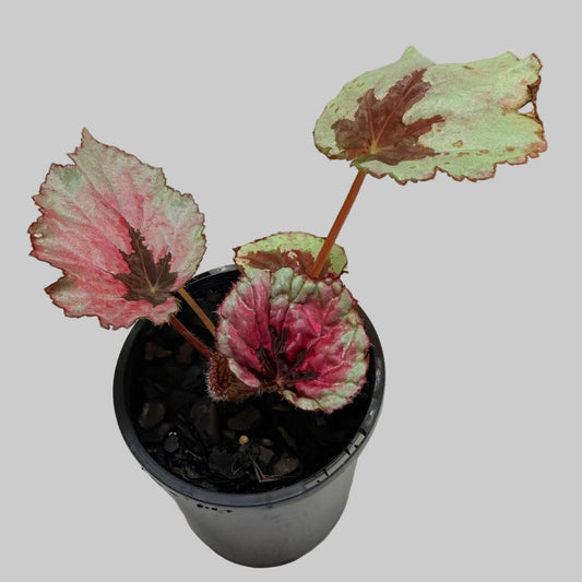Begonia Roby Slippers