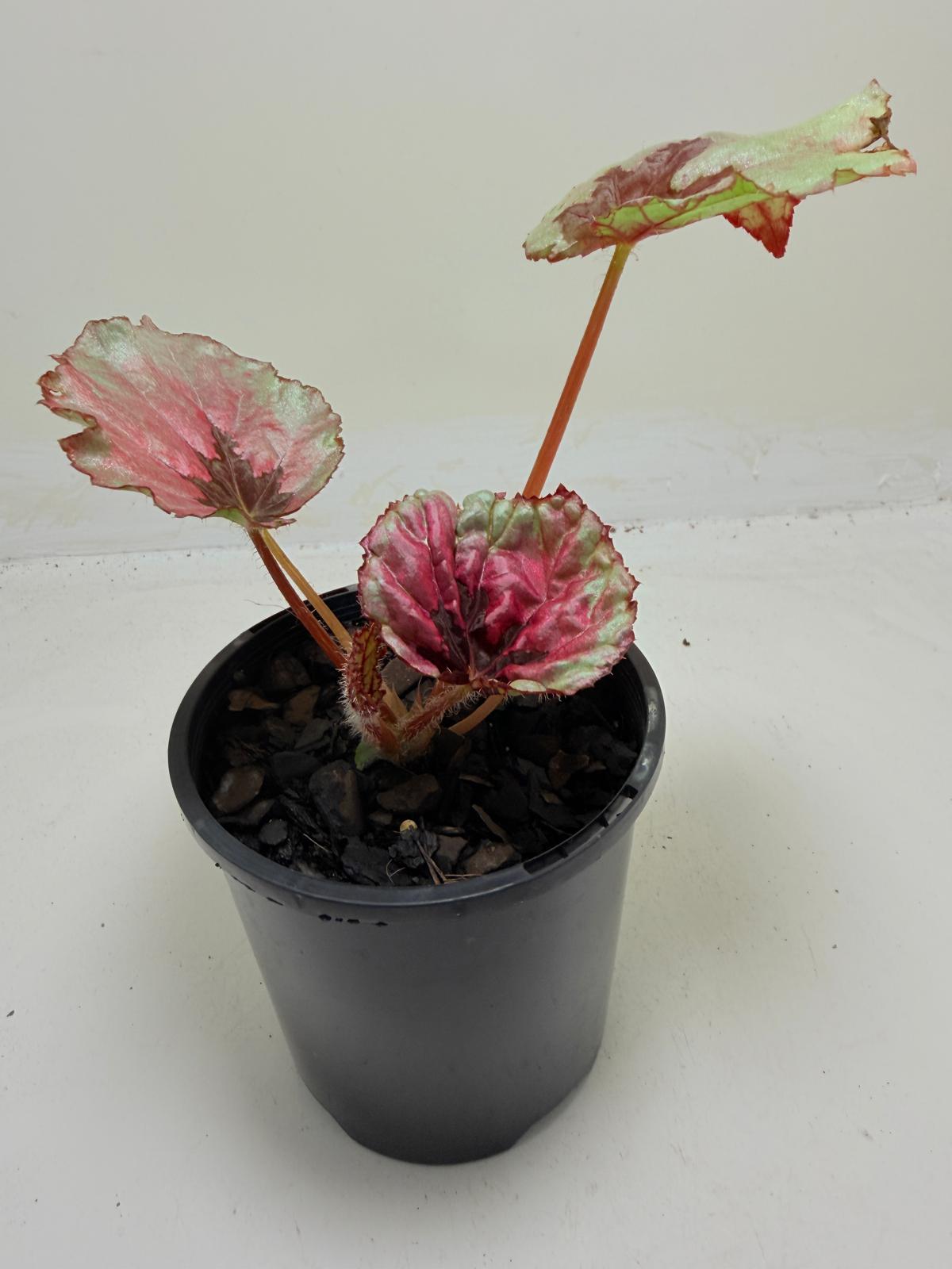 Begonia Roby Slippers