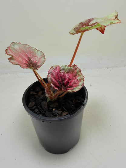 Begonia Roby Slippers