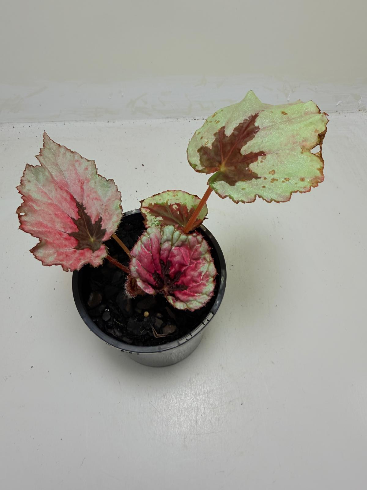 Begonia Roby Slippers