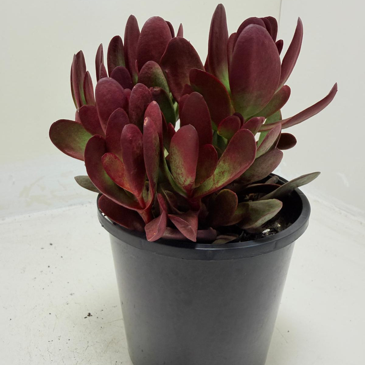 Crassula atropurpurea