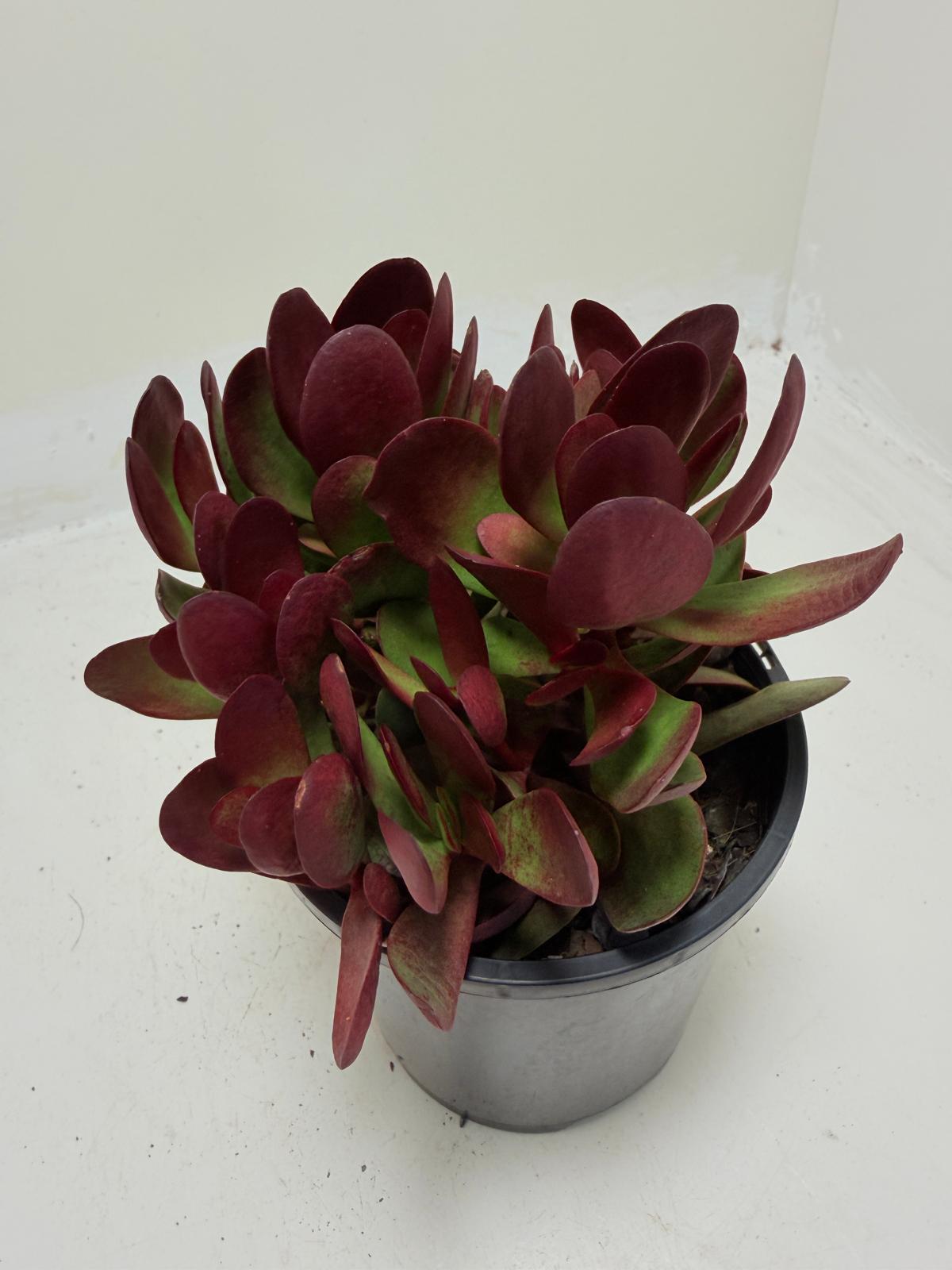 Crassula atropurpurea